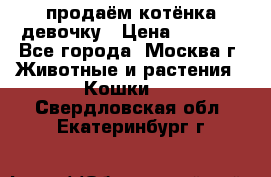 продаём котёнка девочку › Цена ­ 6 500 - Все города, Москва г. Животные и растения » Кошки   . Свердловская обл.,Екатеринбург г.